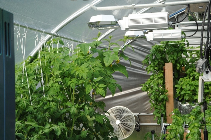 Best Plants For Hydroponics Pruning Hydroponic Plants - Grozinegrozine Image 003