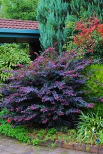 Best Plants For Small Garden Chinese Fringe Flower Shrub Plants | Backyard Landscaping Picture 052
