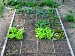 Best Plants For Square Foot Gardening Planting – Update/Winter Sowing And Square Foot Garden Image 077 Best Plants For Square Foot Gardening Planting – Update/Winter Sowing And Square Foot Garden Image 077