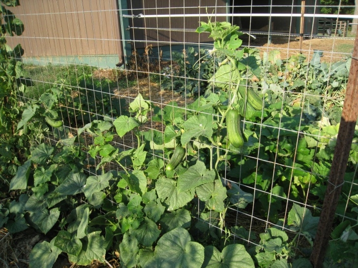 Best Plants To Grow Backyard Farming: Trellis Cucumbers Picture 875