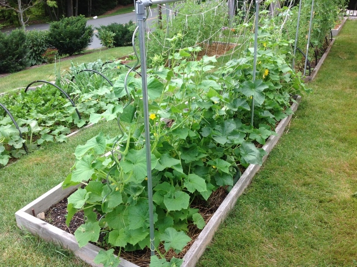 Best Plants To Grow Growing Cucumbers Vertically Photo 204