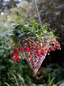 Best Plants To Grow Hanging Berry Basket Plant A Traditional Wicker Cone Picture 630