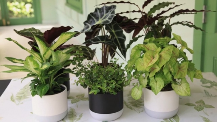 Best Plants To Grow How To Grow Indoor Plants | Mitre 10 Easy As Garden - Youtube Image 163