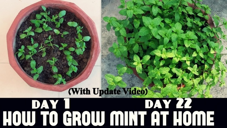 Best Plants To Grow How To Grow Mint At Home Fast N Easy - Youtube Photo 676
