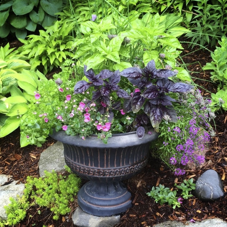 Best Plants To Grow In Pots 5 Tips For Growing Basil In Pots Picture 637