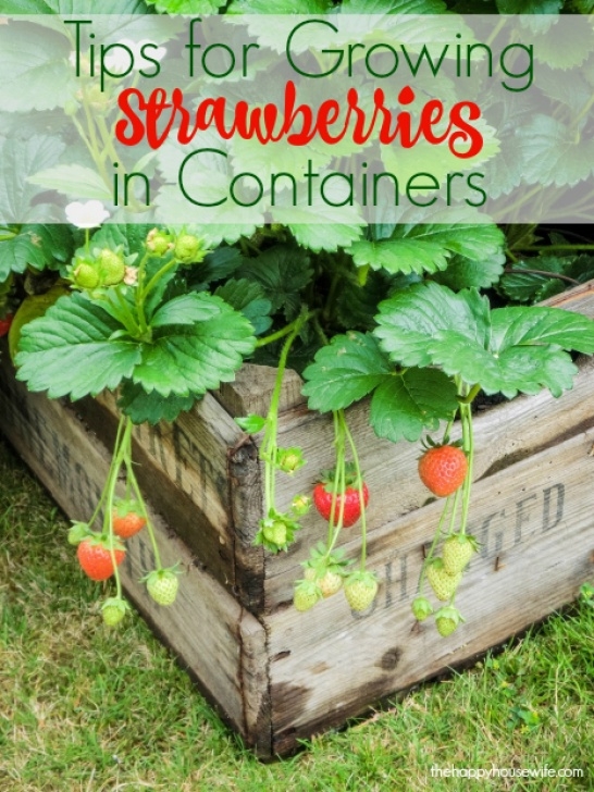 Best Plants To Grow In Pots 7 Tips For Growing Strawberries In Containers - The Happy Picture 758