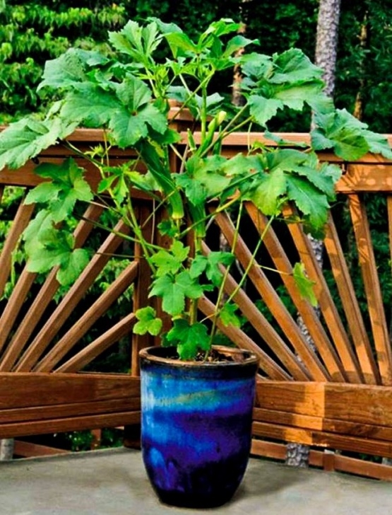 Best Plants To Grow In Pots Growing Okra In Pots | How To Grow Okra In Containers Picture 042