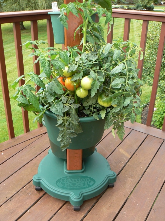 Best Plants To Grow In Pots Growing Tomatoes In Containers - My Garden Post Picture 605