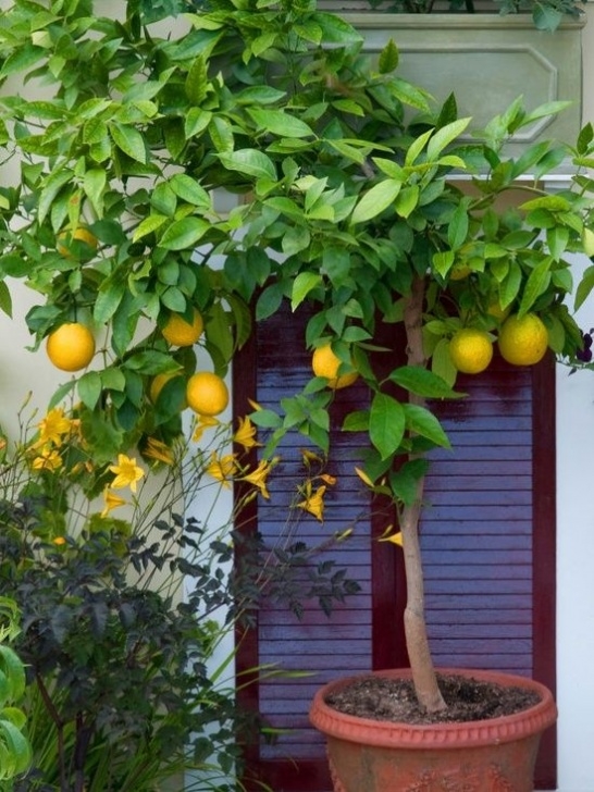 Best Plants To Grow In Pots Hgtv How To Grow A Lemon Tree In A Pot - I Must Try This Photo 758