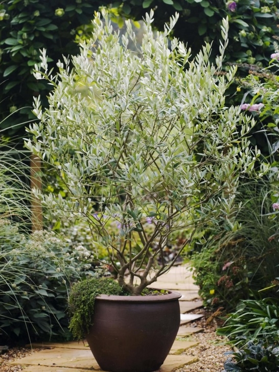 Best Plants To Grow In Pots Olive Tree Care: Grow An Olive Tree Indoors | Potted Olive Photo 278