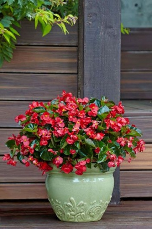 Best Plants To Grow In Pots Surefire Begonias Bloom All Summer In Shade | Shade Picture 952