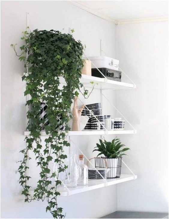 Best Plants To Grow Indoors 11 Best Indoor Vines And Climbers You Can Grow Easily In Image 708