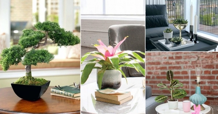 Best Plants To Grow Indoors 21 Best Coffee Table Plants To Grow Indoors | Balcony Picture 549
