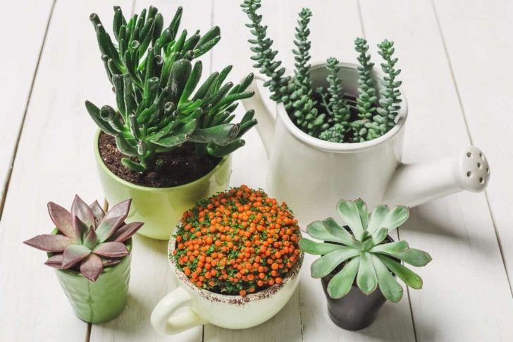 Best Plants To Grow Indoors 7 Flowers That Are Easy To Grow Indoors - Best Led Grow Image 906