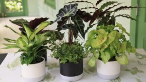 Best Plants To Grow Indoors How To Grow Indoor Plants | Mitre 10 Easy As Garden - Youtube Picture 677 Best Plants To Grow Indoors How To Grow Indoor Plants | Mitre 10 Easy As Garden - Youtube Picture 677