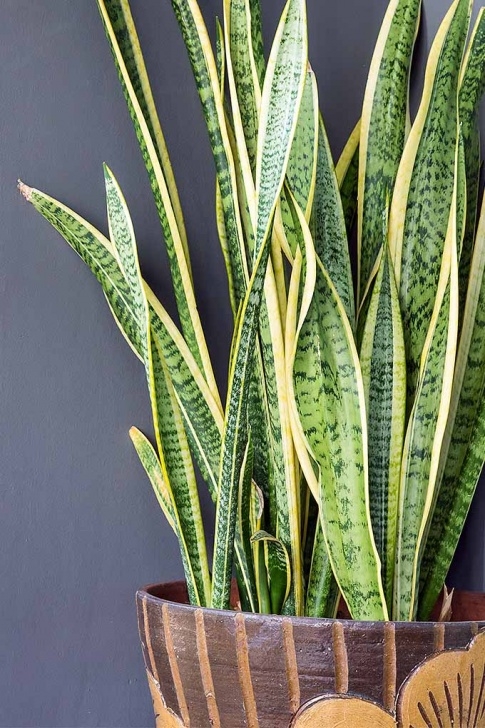 Best Plants To Grow Indoors The Best Guide To Basic Care Of Houseplants | Gardener’s Path Image 726