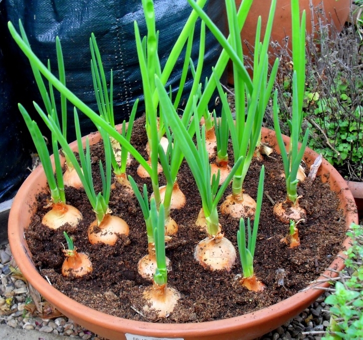 Best Plants To Grow Top Kitchen Garden: How To Grow Onions Indoors Image 979