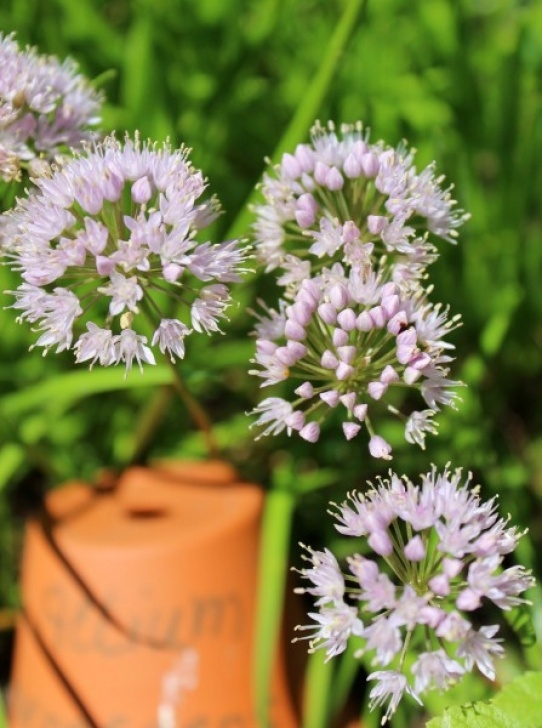 Best Plants To Plant In August Allium Senescens | Tasty Friends - Edible Perennials Image 986