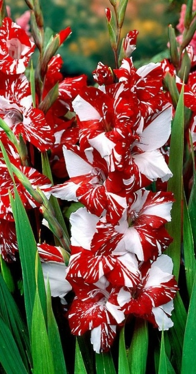 Best Plants To Plant In August August – Gladiolus - January To December: 12 Months Of Birth… Photo 065