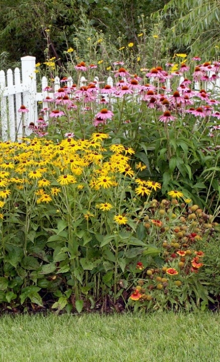 Best Plants To Plant In August August In The Flower Garden Photo 308