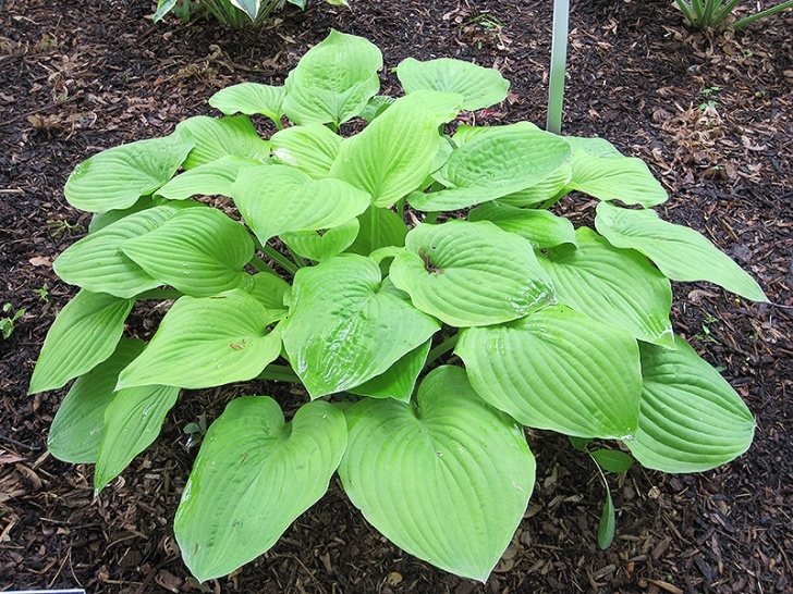 Best Plants To Plant In August August Moon Hosta (Hosta 'August Moon') In Inver Grove Picture 524