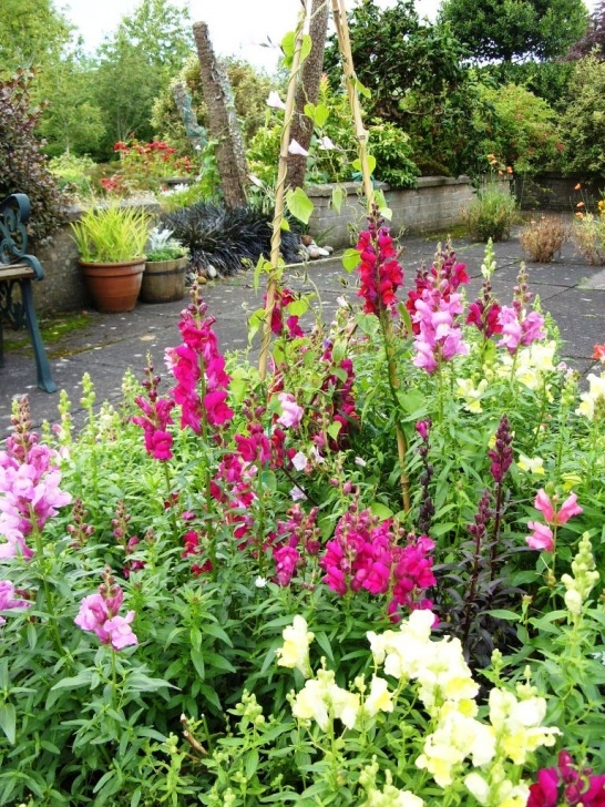 Best Plants To Plant In August Kelli'S Northern Ireland Garden: August In Flower - Garden Picture 714