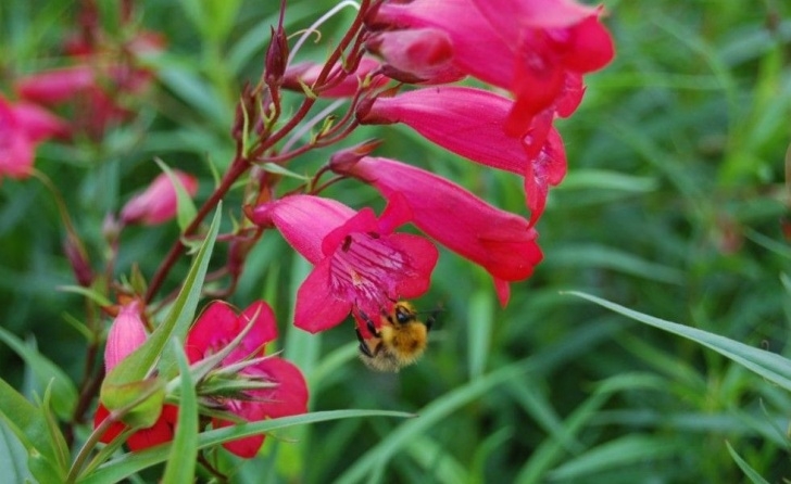 Best Plants To Plant In August Plants That Bloom In August | Plants, August Flowers, Bloom Image 863
