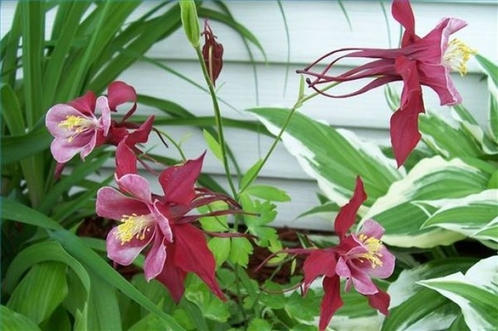 Best Plants To Plant In August What Flowers Can You Plant In August? | Hunker Photo 217