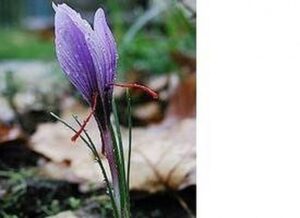 Best Plants To Plant In August What Flowers Can You Plant In August? | Hunker Photo 856