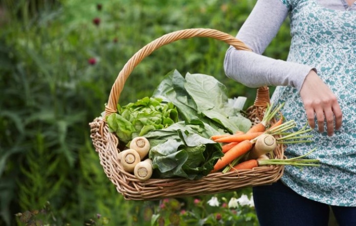 Best Plants To Plant In August What To Plant In August - Food Storage Moms Photo 596
