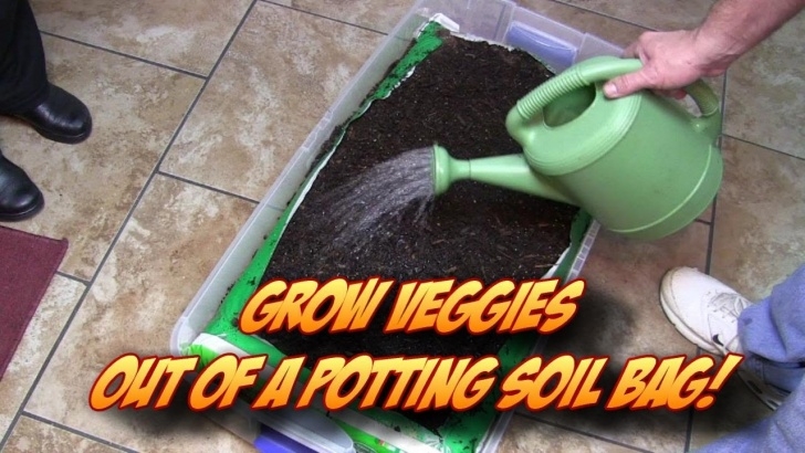 Best Potting Soil For Vegetables Growing Veggetables Straight Out Of A Potting Soil Bag Image 031