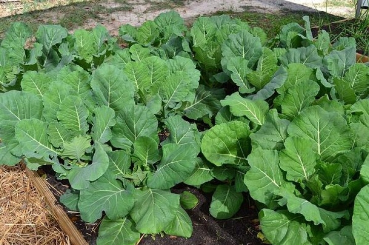 Best Potting Soil For Vegetables Potting Soil For Vegetables Photo 407