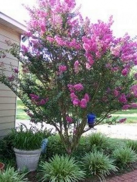 Best Small Trees For Front Yard 60 Beautiful Small Flowering Trees Front Yards Design Picture 644