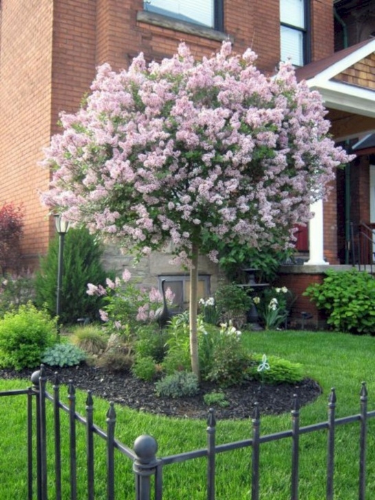 Best Small Trees For Front Yard Best 8 Chic Front Yard Garden With Dwarf Pine Trees Picture 881