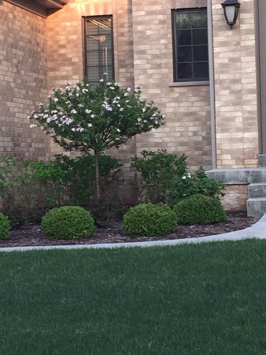 Best Small Trees For Front Yard Dwarf Tree | Dwarf Trees, Front Yard, Plants Picture 069