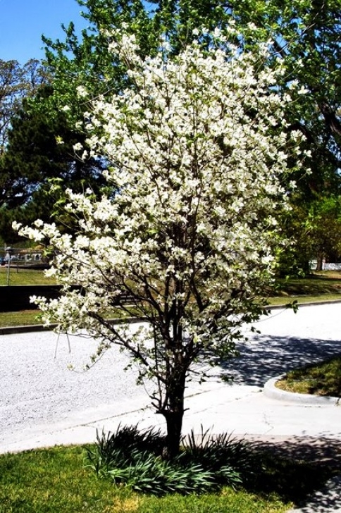 Best Small Trees For Front Yard Garden Design - - Photo Gallery - Landscaping Network Image 943