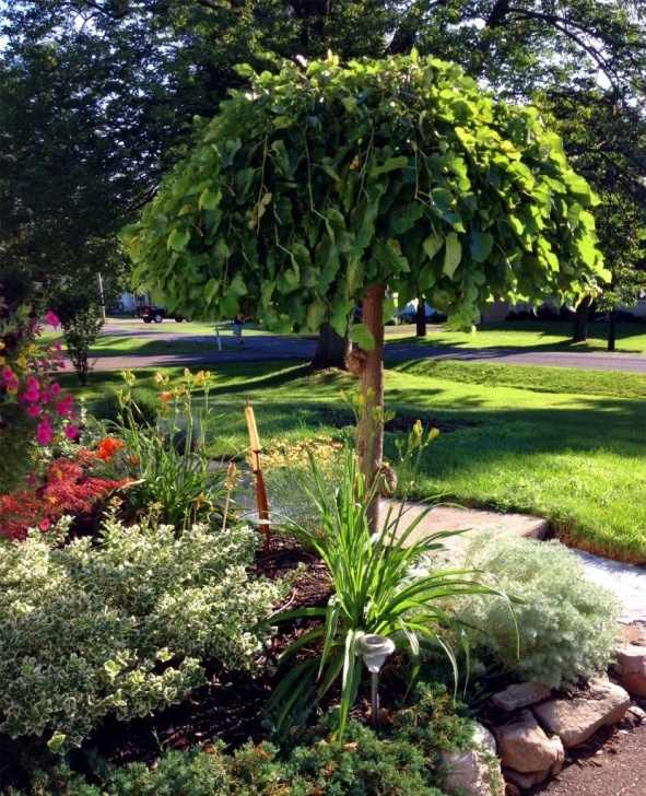 Best Small Trees For Front Yard The Appeal Of The Weeping Mulberry - View From The Front Picture 161