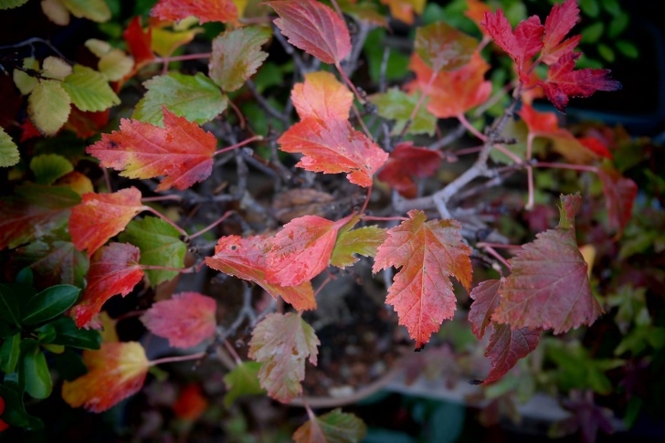 Best Small Trees For Front Yard Top 10 Trees For Planting In A Small Yard Image 165