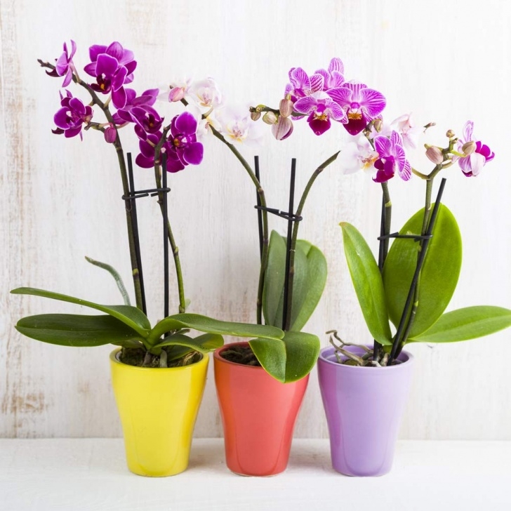 Best Smelling Herbs To Grow Indoors 10 Best Smelling Fragrant Indoor Plants You Must Grow Image 518