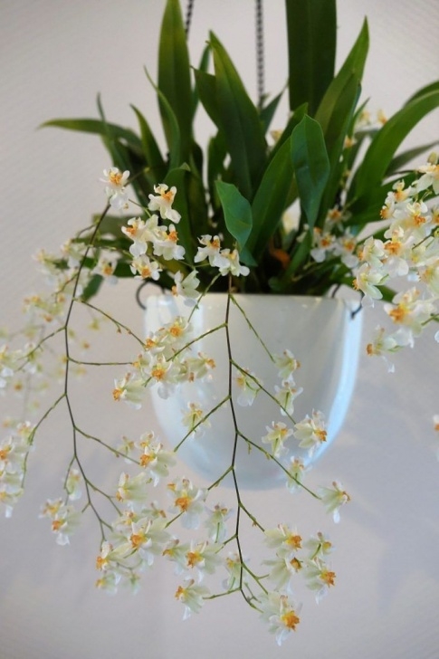 Best Smelling Herbs To Grow Indoors 15 Best Smelling Houseplants To Perfume Your Home In 2020 Image 207