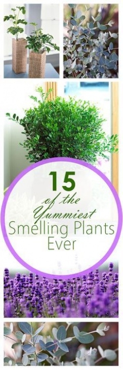 Best Smelling Herbs To Grow Indoors 15 Of The Best Smelling Plants Ever | Plants, Indoor Photo 244