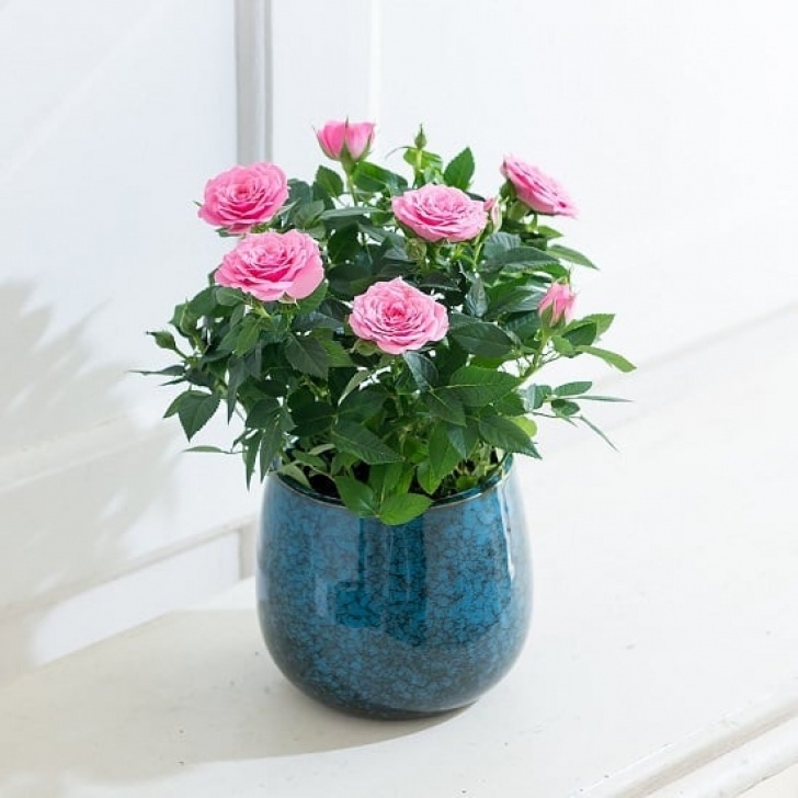 Best Smelling Herbs To Grow Indoors 24 Best Smelling Fragrant Indoor Plants You Must Grow Image 164