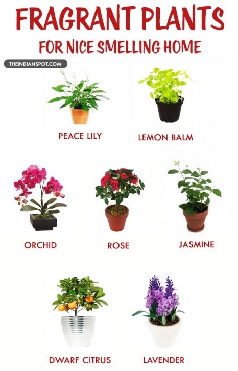 Best Smelling Herbs To Grow Indoors Fragrant Houseplants For A Nice Smelling Home | Garden Picture 671