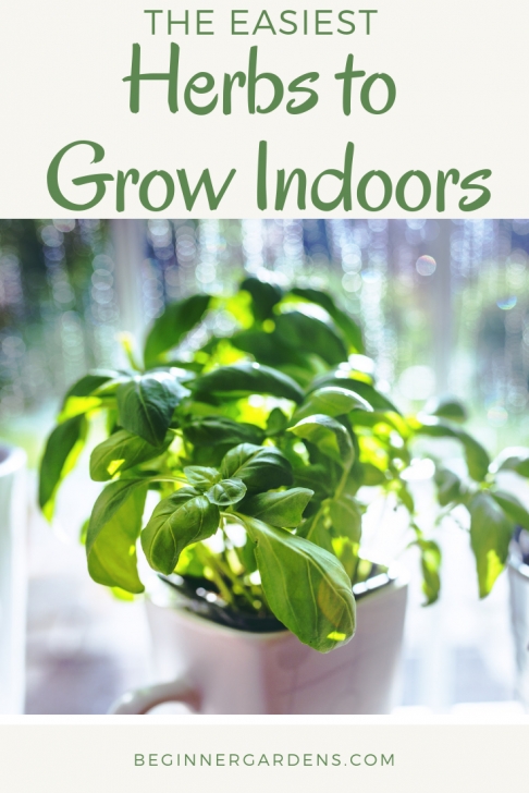 Best Smelling Herbs To Grow Indoors The Easiest Herbs To Grow Indoors - Beginner Gardens Photo 437