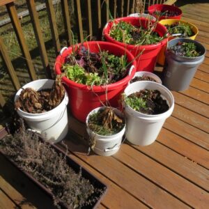 Best Soil For Container Vegetables The Rusted Vegetable Garden Photo 993