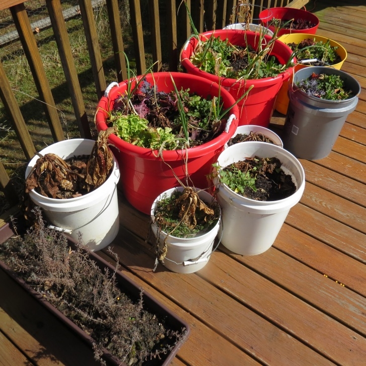 Best Soil For Container Vegetables The Rusted Vegetable Garden Photo 993