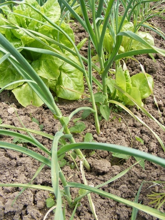 Best Soil For Garlic All You Need To Know About How To Grow Garlic Picture 681