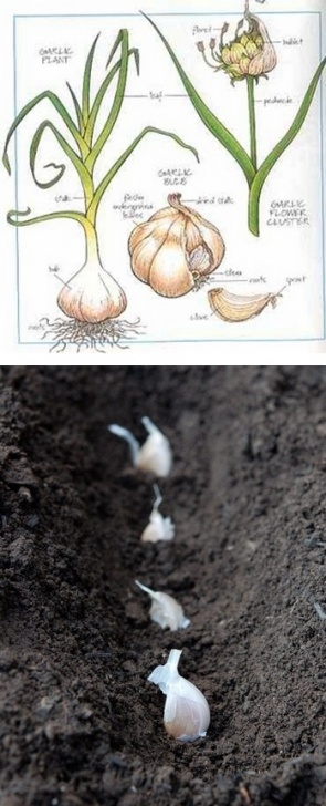 Best Soil For Garlic Garden Archives - Common Sense Evaluation Image 694