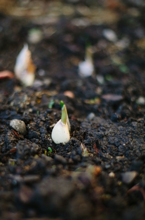 Best Soil For Garlic How To Grow Garlic At Home- Indian Simmer Photo 452