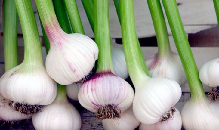 Best Soil For Garlic How To Grow Garlic In January And February | Express.co.uk Photo 770